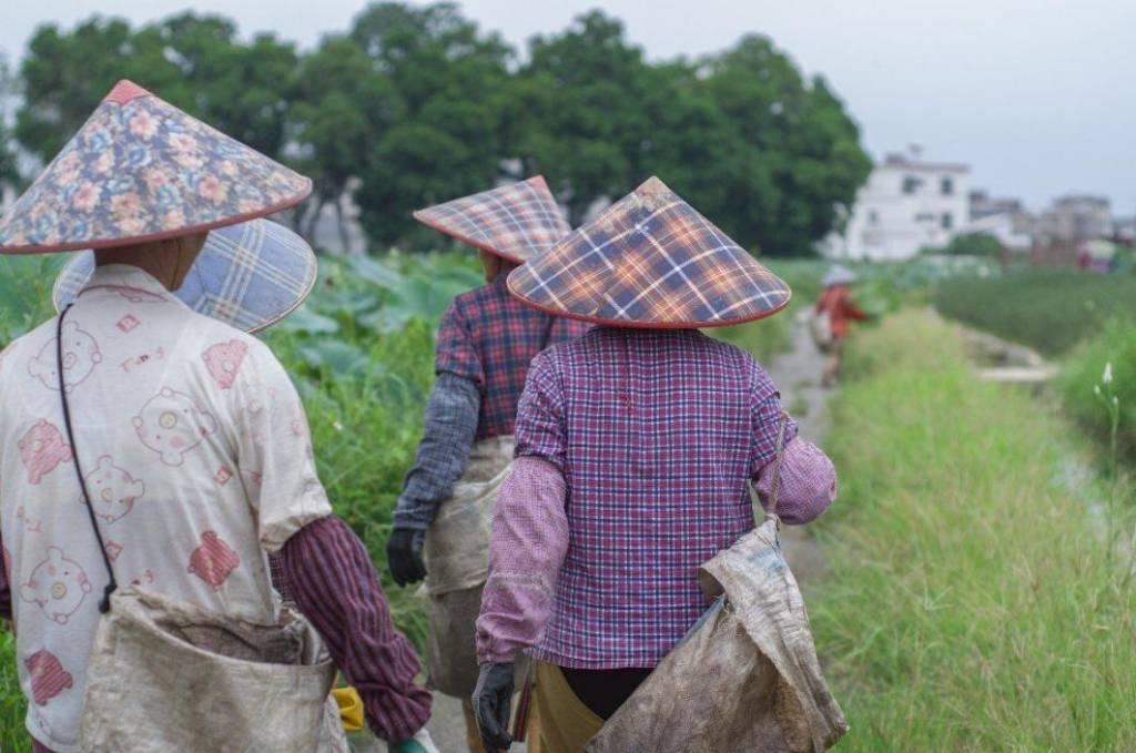 图为采莲工人们早早抵达荷花园，开始了一天的劳作。