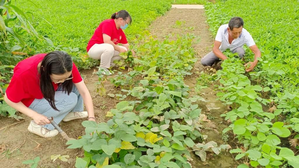 01 图为团队成员与村民共同在田间除草劳动 南京财经大学 周珍妍 摄