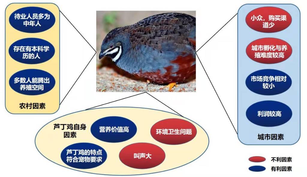 图为团队成员完成实践后绘制的饲养芦丁鸡有利与不利因素分析图