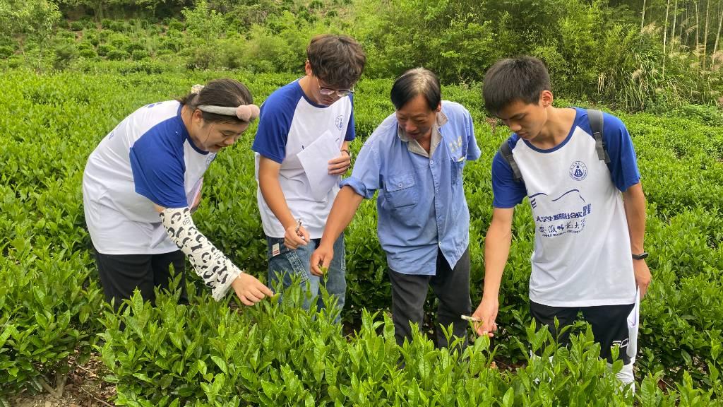 图为实践队员与茶农一起观察霍山黄芽生长情况。 通讯员 廖诗雨 摄