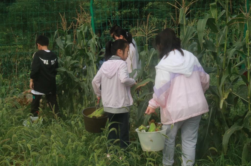 同学们采摘到了一些玉米，并在观察是否还有一些玉米成熟需要采摘。