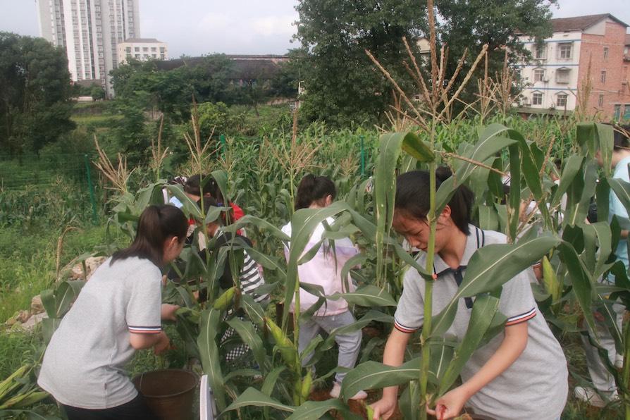 同学们在老师的指导下采摘玉米。