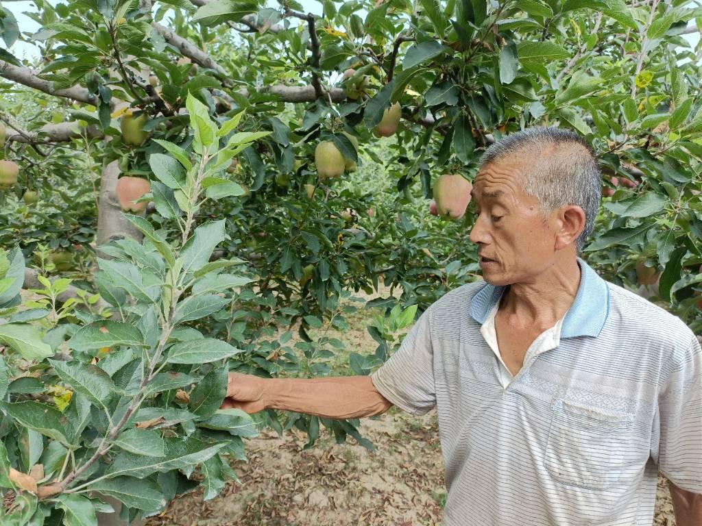 果农为团队成员讲解病害特征