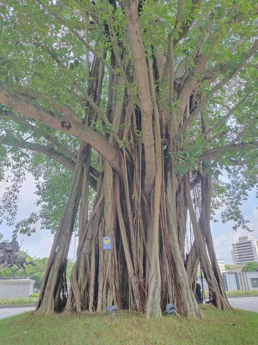 图为冼太庙前一棵有着500多年历史的苍劲大榕树，是后人为纪念冼夫人而种植的，当地人民称其为“圣母树”。榕树有着56条树干，与56个民族是相呼应的。象征着我们中华民族枝繁叶茂，56个民族同心同德精神，团结在党的周围，共同致力实现中华民族伟大复兴的中国梦。