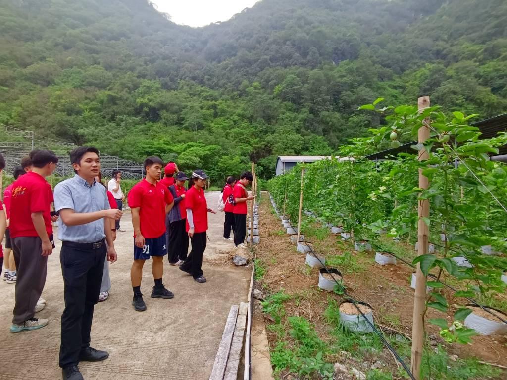 图为实践团队参观上映桃永村党总支部特色产业示范基地。该示范基地大棚内主要种植百香果、巨峰葡萄、桂花梨等植物品种，发展本地水果特色产业的同时也辐射带动周边村屯水果种植，成为了桃永村水果现代农业核心示范区。