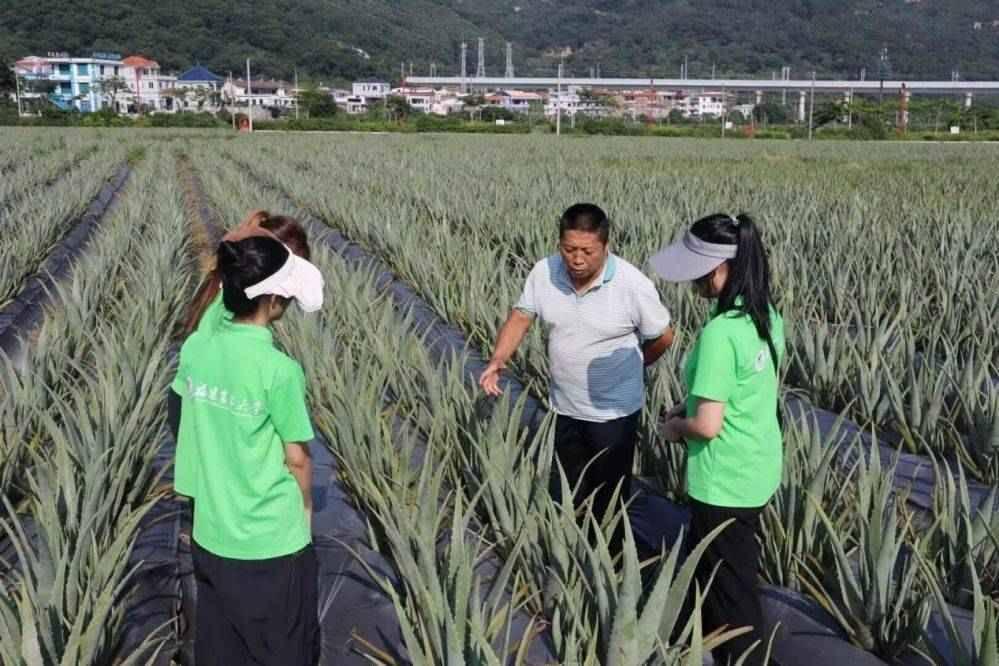 图为芦荟基地负责人为实践队成员讲解芦荟。通讯员 陈欣可 供图