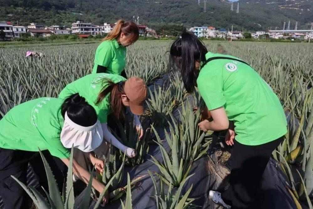 图为实践队成员在芦荟基地采摘芦荟。通讯员 陈欣可 供图