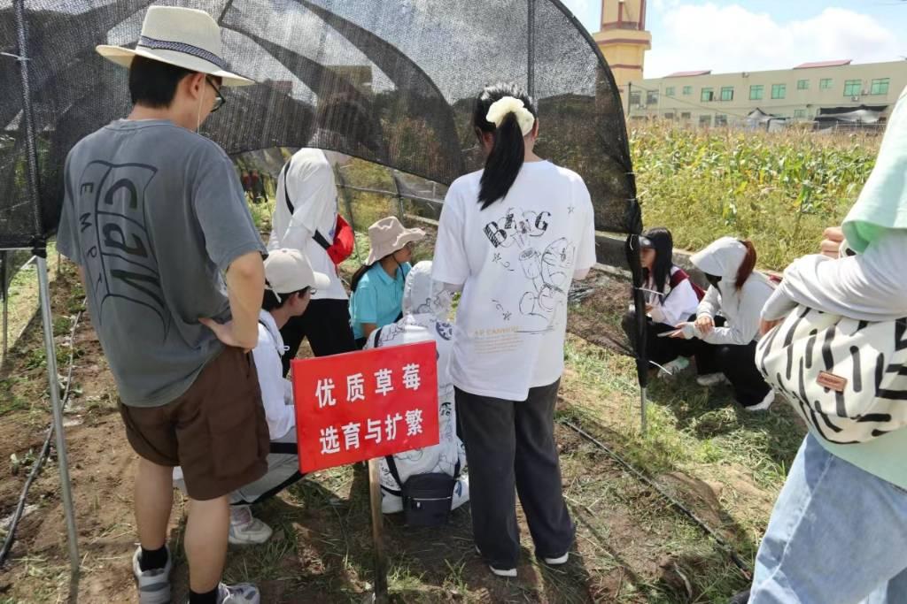 图为福建农林大学生命科学学院赴南平浦城再生稻科技小院“乡村振兴，共圆粮梦”三下乡实践队成员为参观同学们讲解草莓栽培技术。