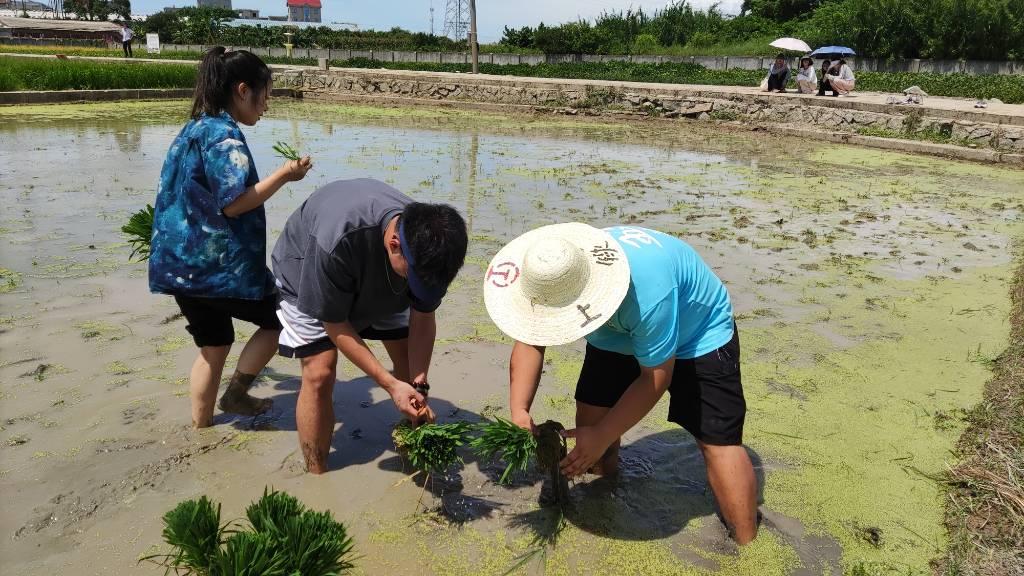 图为福建农林大学生命科学学院赴南平浦城再生稻科技小院“乡村振兴，同圆粮梦”三下乡实践队成员为2020级本科生参赛者分发秧苗。