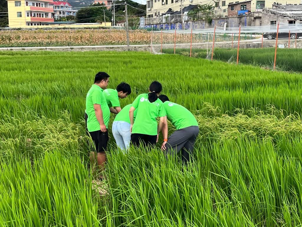 图为福建农林大学生命科学学院赴南平浦城再生稻科技小院“乡村振兴，共圆粮梦”三下乡实践队在莆田秀屿区五四农场调研不同旱稻品种旱优607。