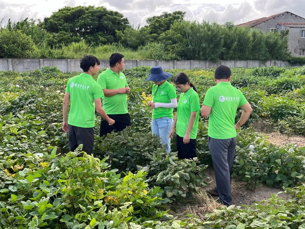 图为福建农林大学生命科学学院赴南平浦城再生稻科技小院“乡村振兴，共圆粮梦”三下乡实践队在莆田秀屿区五四农场调研旱地作物。