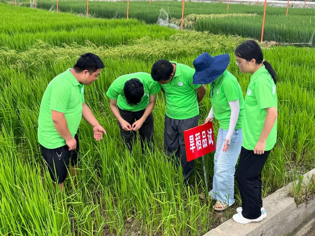 图为福建农林大学生命科学学院赴南平浦城再生稻科技小院“乡村振兴，共圆粮梦”三下乡实践队在莆田秀屿区五四农场调研不同旱稻选育品种。