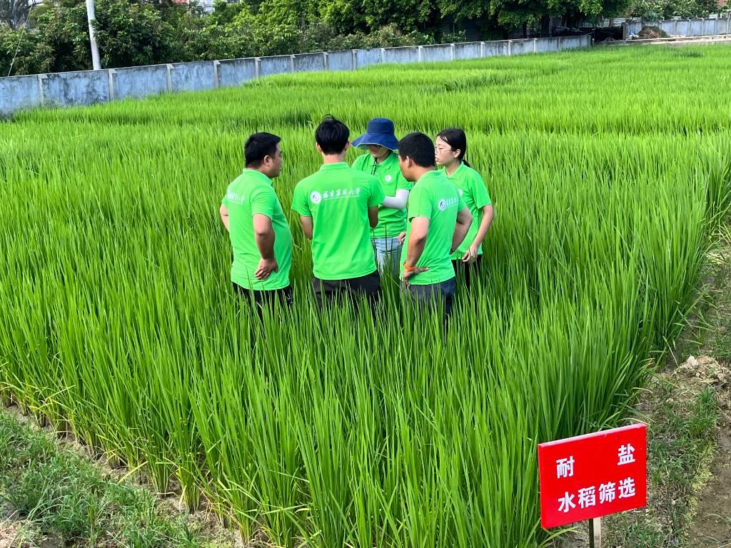 图为福建农林大学生命科学学院赴南平浦城再生稻科技小院“乡村振兴，共圆粮梦”三下乡实践队在莆田秀屿区五四农场调研耐盐碱性水稻品种。