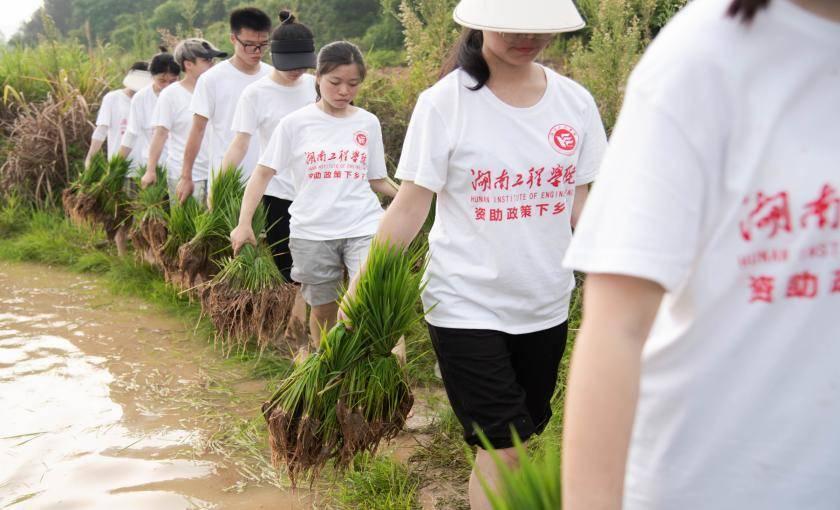 图为实践团成员们提着秧苗前往秧苗种植地。