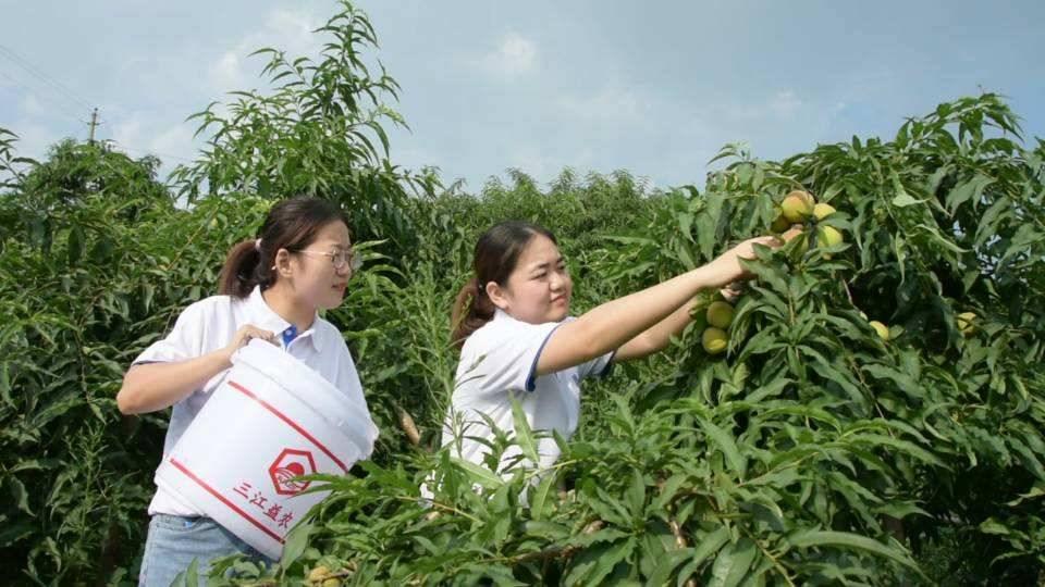 图为实践队员调研家乡特色产品 通讯员 曾森 摄