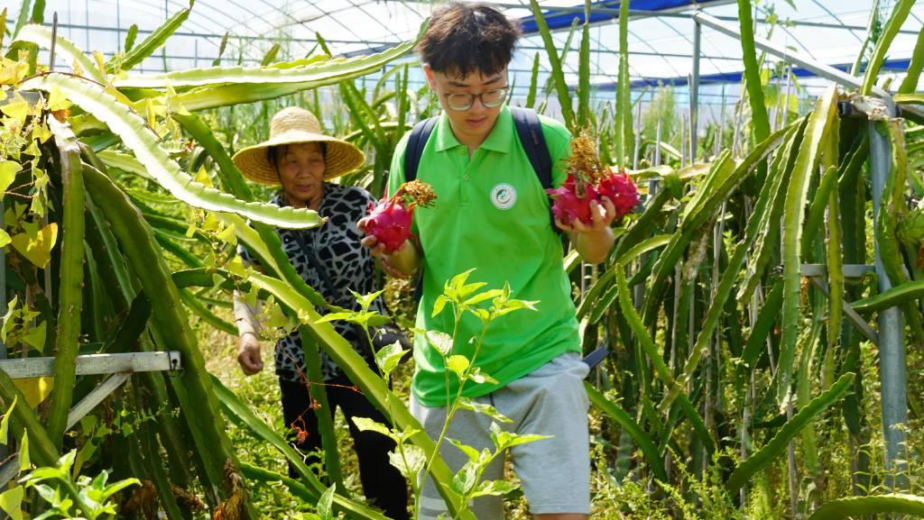 7.10实践队在火龙果种植基地，队员杜雨桐和林奶奶采摘火龙果