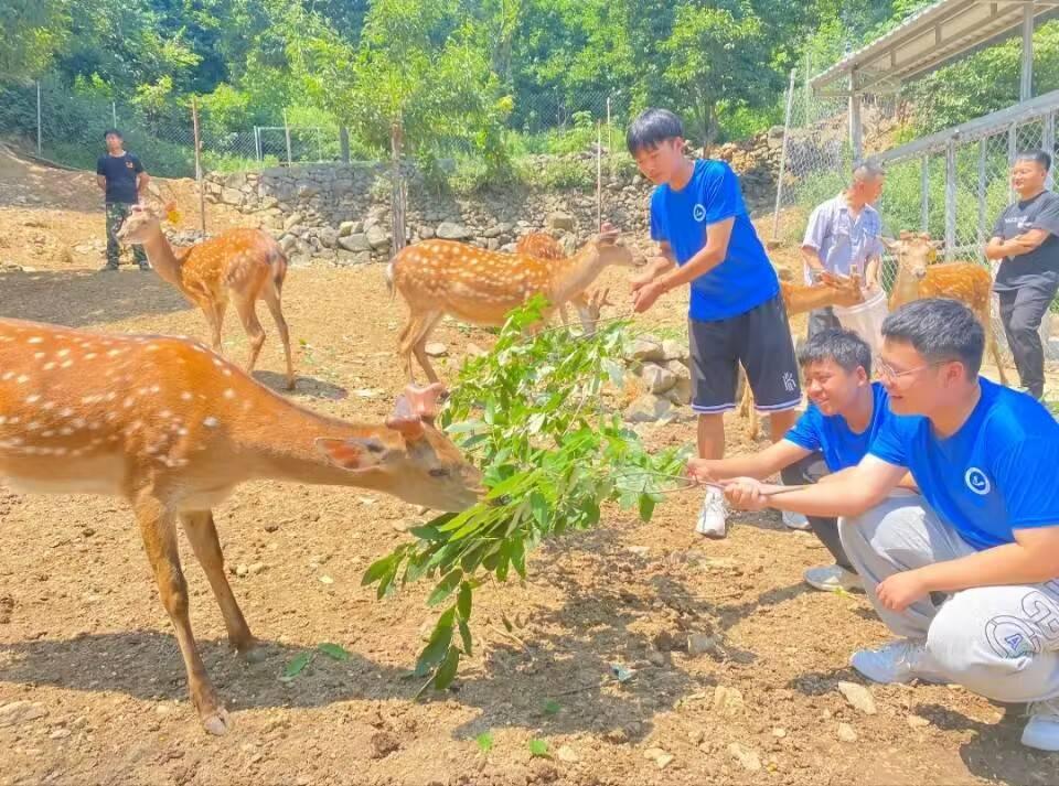 图为实践团来到当地小鹿养殖基地，感受小鹿喂养过程，了解此产业目前发展状况。中国青年网通讯员 常飞阳 供图