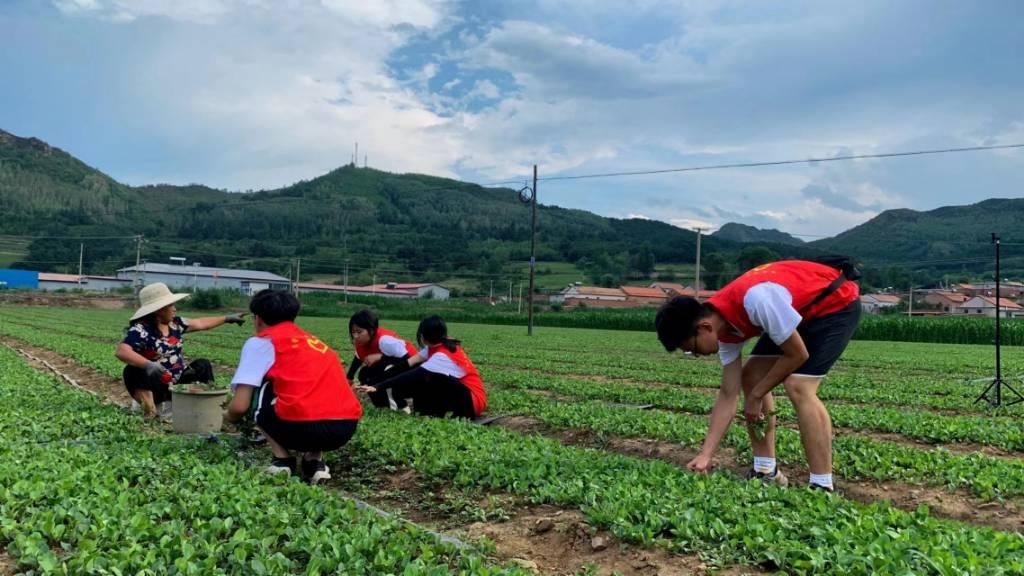 图为7月11日观察团成员在苍术种植地帮助农民进行除草工作，并了解苍术的除草周期以及注意事项。