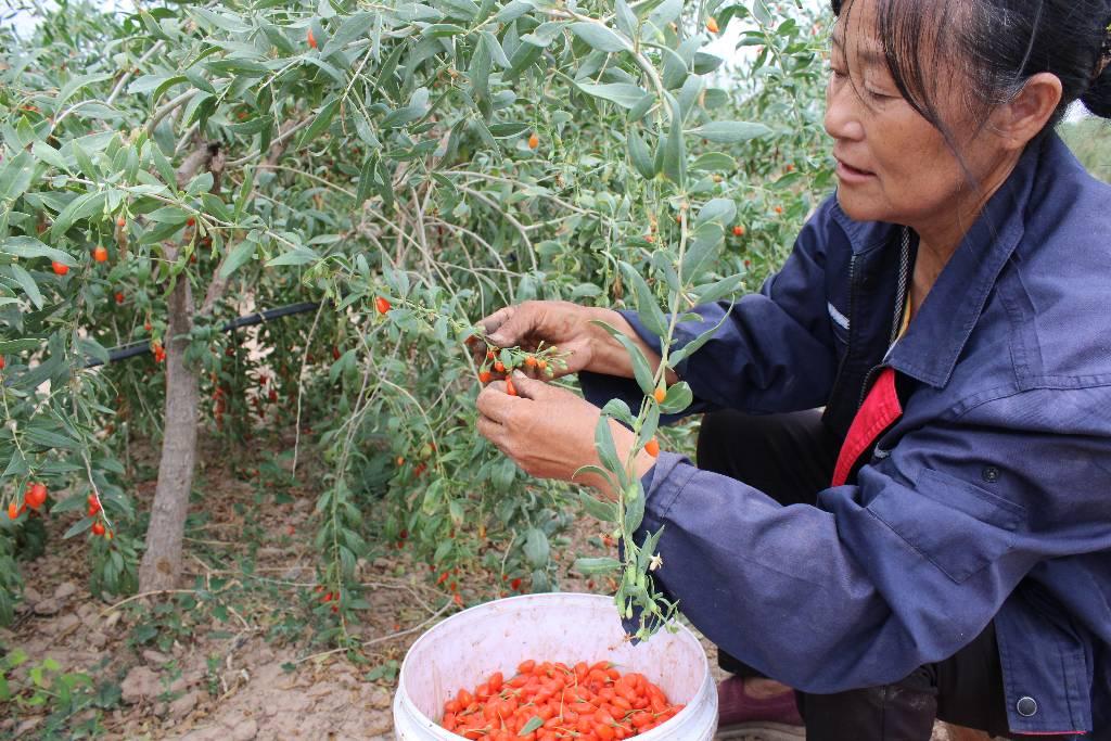 东永固村村民采摘枸杞。任颖馨供图