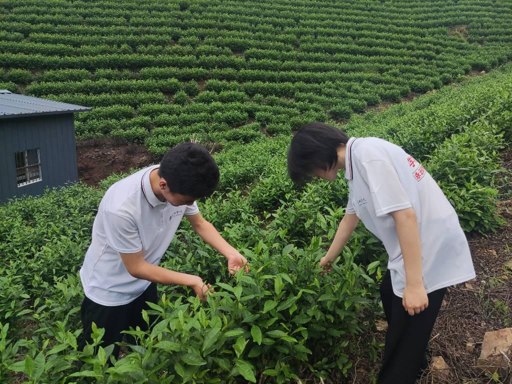 图为团队成员在凌笪镇村集体茶园体验采摘茶叶。