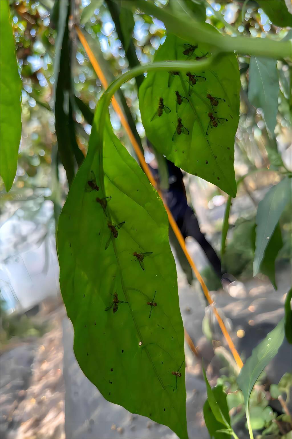 图为植株上的大量南亚果实蝇