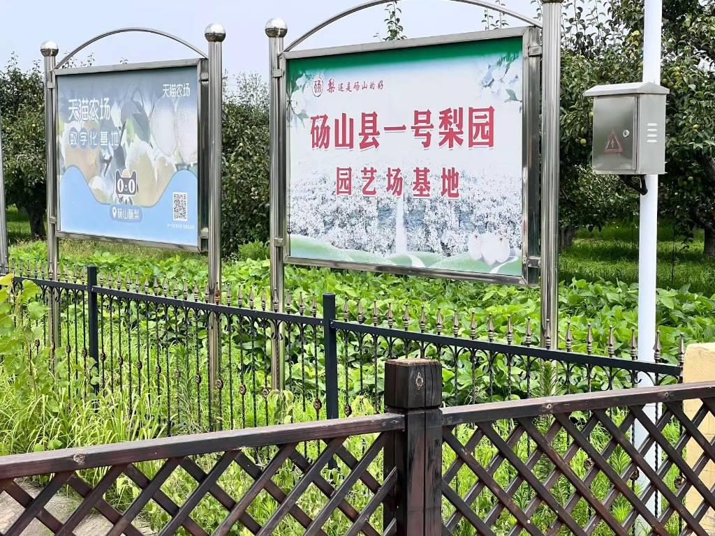 图为参观壹号梨园 随后，团队前往当地“壹号梨园”。站长马书房介绍，当地果园正在通过数字赋能，提高梨园产量与质量。梨园运用迷向丝、灭虫灯、诱捕器等绿色设备代替传统农药进行害虫防治，不但使果园在治理梨小食心虫等虫害时避免了传统农药引起的害虫抗药性问题，而且使所产的梨不会出现农药残留。