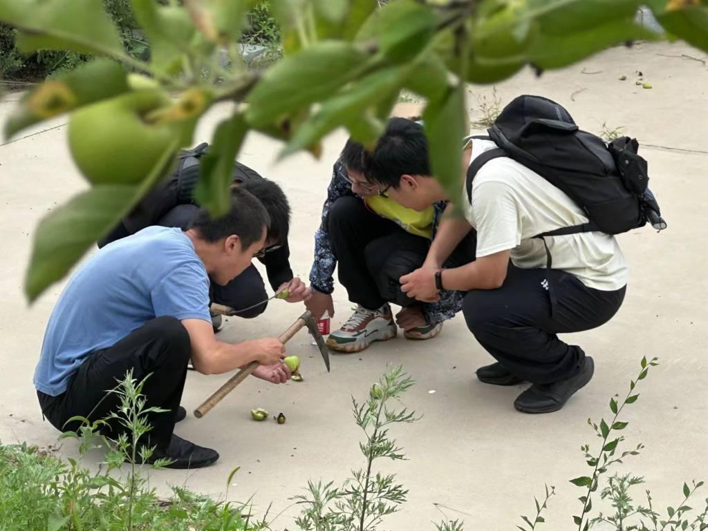 图为团队成员用镰刀切开受病虫害的果实