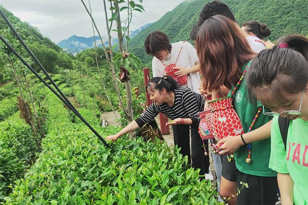 图为林红仙张阿姨指导实践团队采摘茶叶。华中农业大学 何姝翰 摄