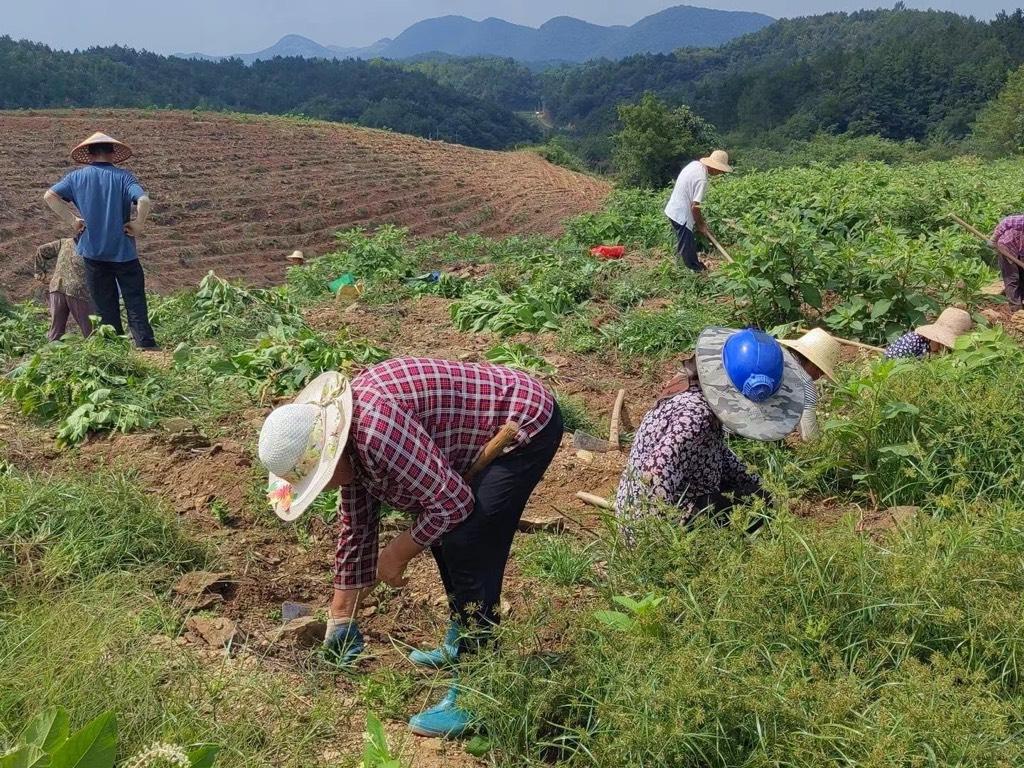 图为茶农们在示范去除杂草的情景。吴梦吉 摄