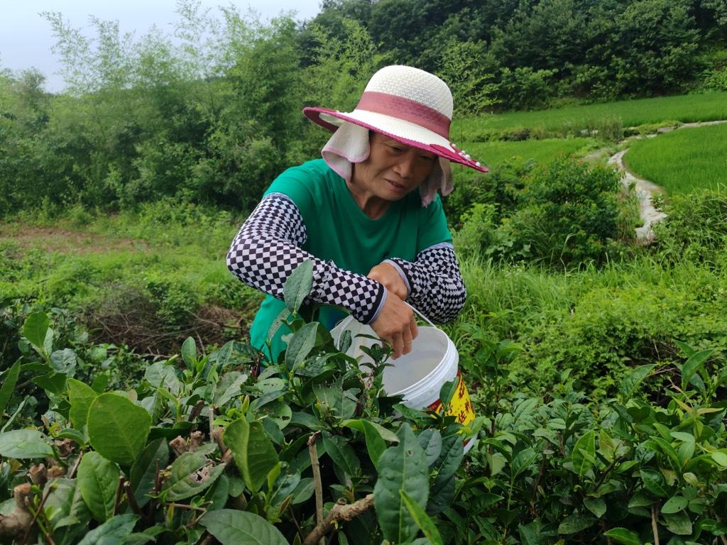 图为安陆市孛畈镇白茶树基地茶农采茶时情景。沈玄 摄