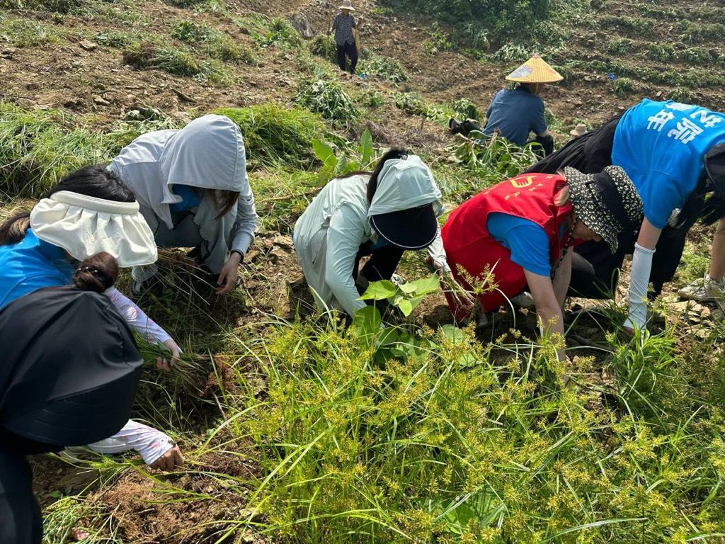 图为志愿者们全副武装清除杂草时的场景。房怡彤 摄