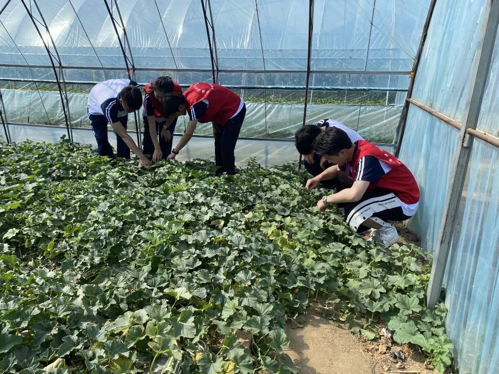 南丁格尔爱心服务团队在瓜果大棚实地考察。辽宁医药职业学院刘俊彤提供