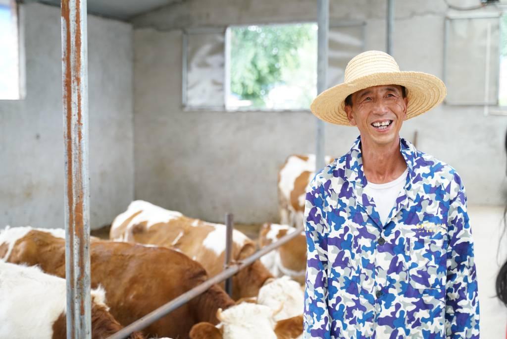 张树村返乡创业代表马科峰在为肉牛添加饲料