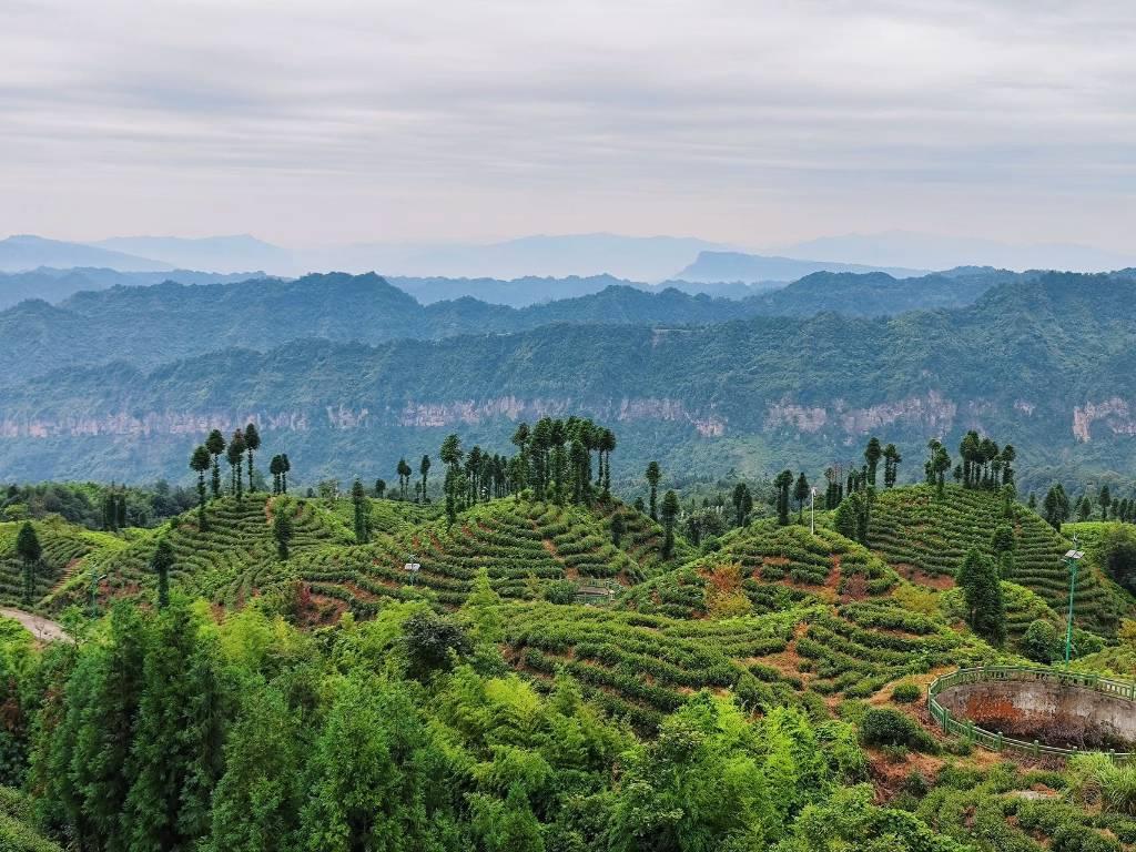 图为调研地高海拔茶山部分。