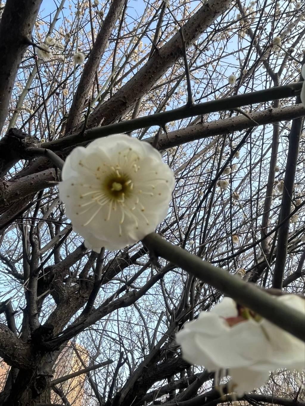 放大拍摄的玉兰花，生机勃勃，春天气息十足