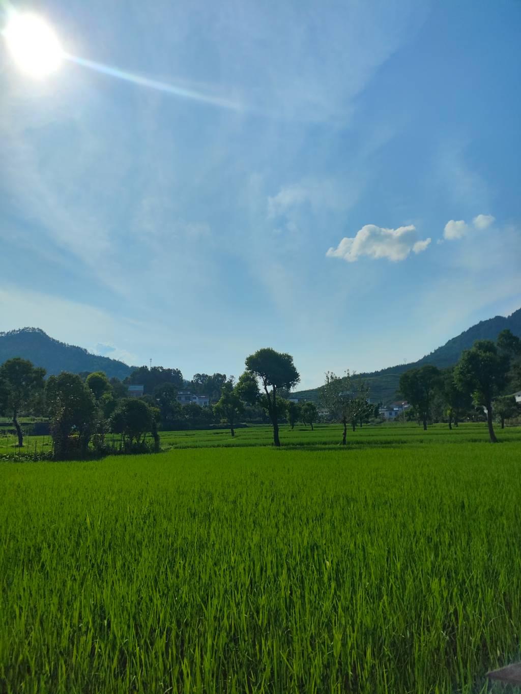 该图为当地柿里牧歌的风景