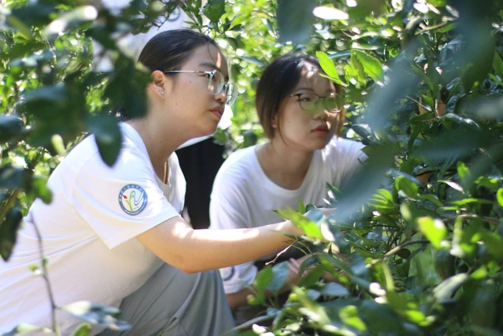 本图为团队成员就观察的橘子林进行的记录。崔娅琦 供图