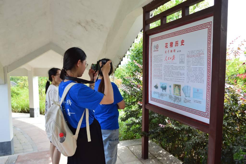 图为实践团浏览花猪文化展示板。廖虎林 摄