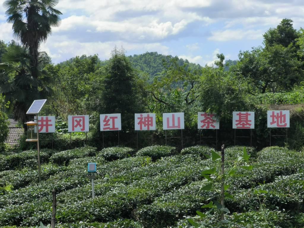 图为神山村特色种茶基地。近年来，神山村风貌焕然一新：神山村找到了“一户一亩茶竹果、一户一栋安居房、一户一个农家乐、一户一张保障网”的脱贫方法。如今，全村已发展茶叶200亩、黄桃460亩、雷竹30亩，为全村20户贫困户每户筹集产业发展资金2.2万元入股到黄桃合作社和茶叶合作社。