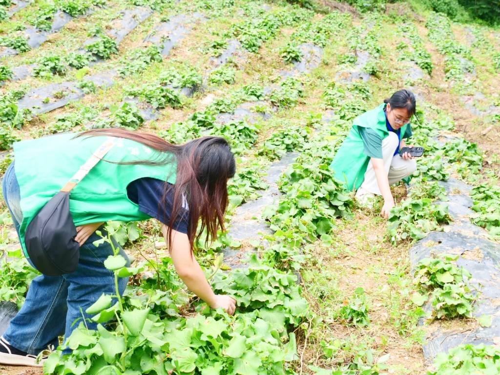 志愿者们在村民的讲解下为野油菜除草和灌溉