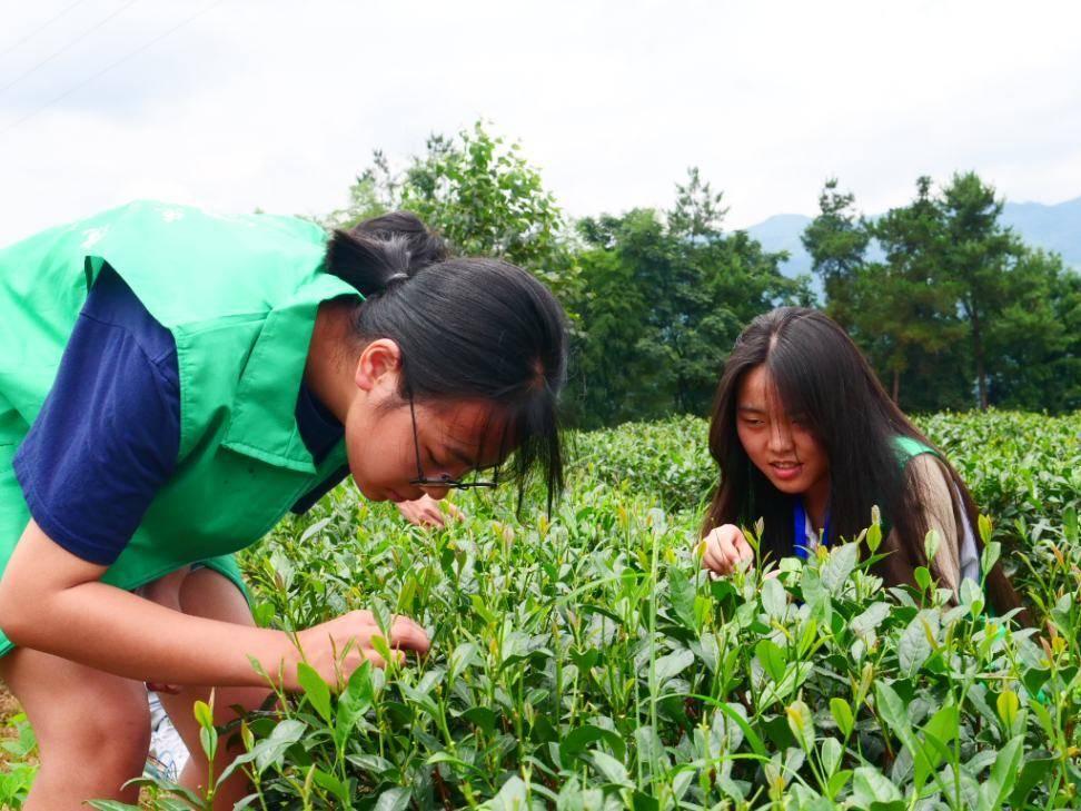 志愿者们仔细观察茶叶的形态特征，并在茶农的指导下体验采摘茶叶