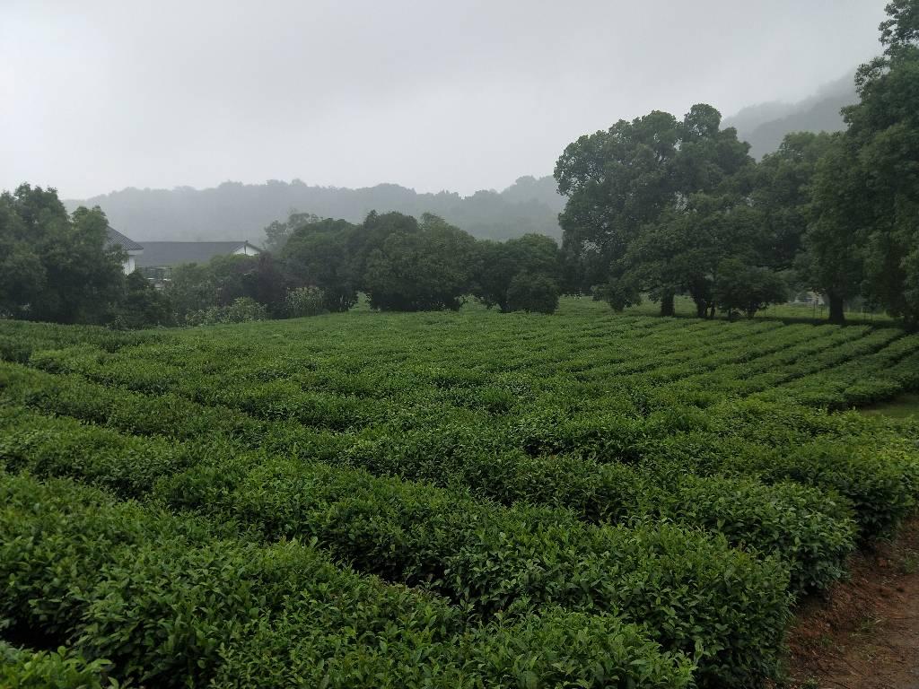 图为成员们初到茶园，还下着濛濛细雨，远处朦胧似水墨画的小山，近处郁郁葱葱的茶叶林，还伴随着一股淡淡的龙井茶香。 通讯员 唐永红摄