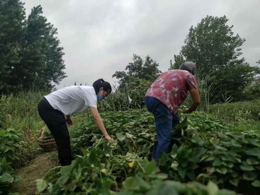 图为实践队员来到菜畦，与张映珍老人一同采摘蔬菜，体验摆地摊前的准备活动。